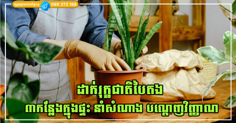 ដាក់រុក្ខជាតិបៃតង ៣ កន្លែងក្នុងផ្ទះ ជួយបណ្តេញវិញ្ញាណអាក្រក់ នាំសំណាង និងទ្រព្យសម្បត្តិ