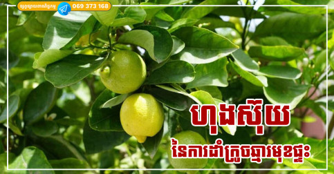 តើការដាំដើមក្រូចឆ្មានៅមុខផ្ទះល្អទេសម្រាប់ហុងស៊ុយ? តោះមកស្វែងយល់ទាំងអស់គ្នា!
