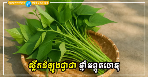 ស្លឹកដំឡូងជ្វាជា ‘ថ្នាំអព្ភូតហេតុ’ ដែលជួយឱ្យស្បែកស្រស់ស្អាត ធ្វើឱ្យថ្លើមប្រសើរឡើង និងធ្វើឱ្យឈាមរត់ ស្រួល