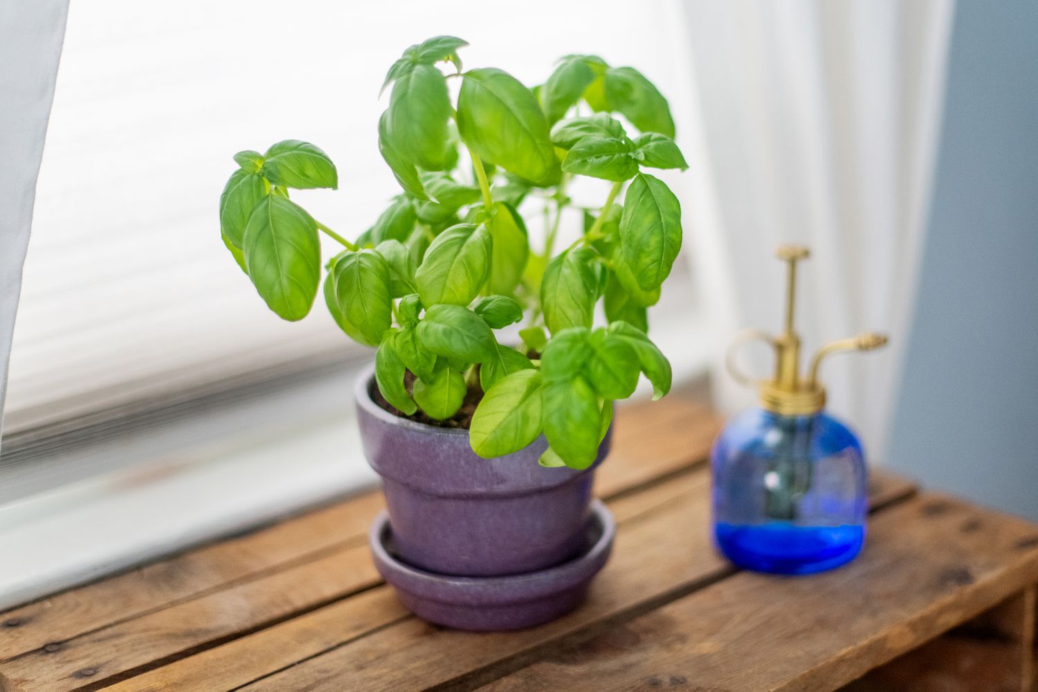 How To Grow Basil Plants 1402624 07 6071d2544ef2423a99d2e30a153c2b00