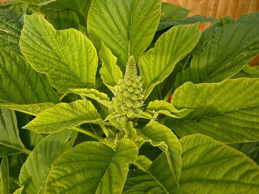 500 Amaranthus Chol 24 Hmr Original Imagjzf8f9trswhg