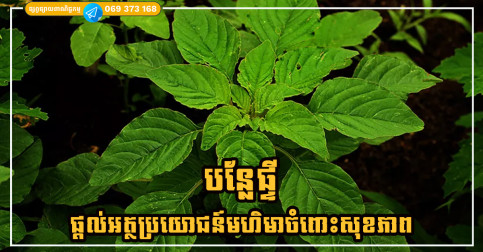 ផ្ទី ជាបន្លែដែលមានជាតិកាល់ស្យូមច្រើន ផ្តល់អត្ថប្រយោជន៍មហិមាចំពោះសុខភាព