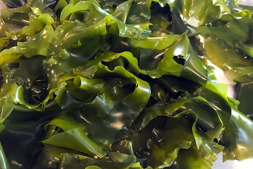 Featured Kelp