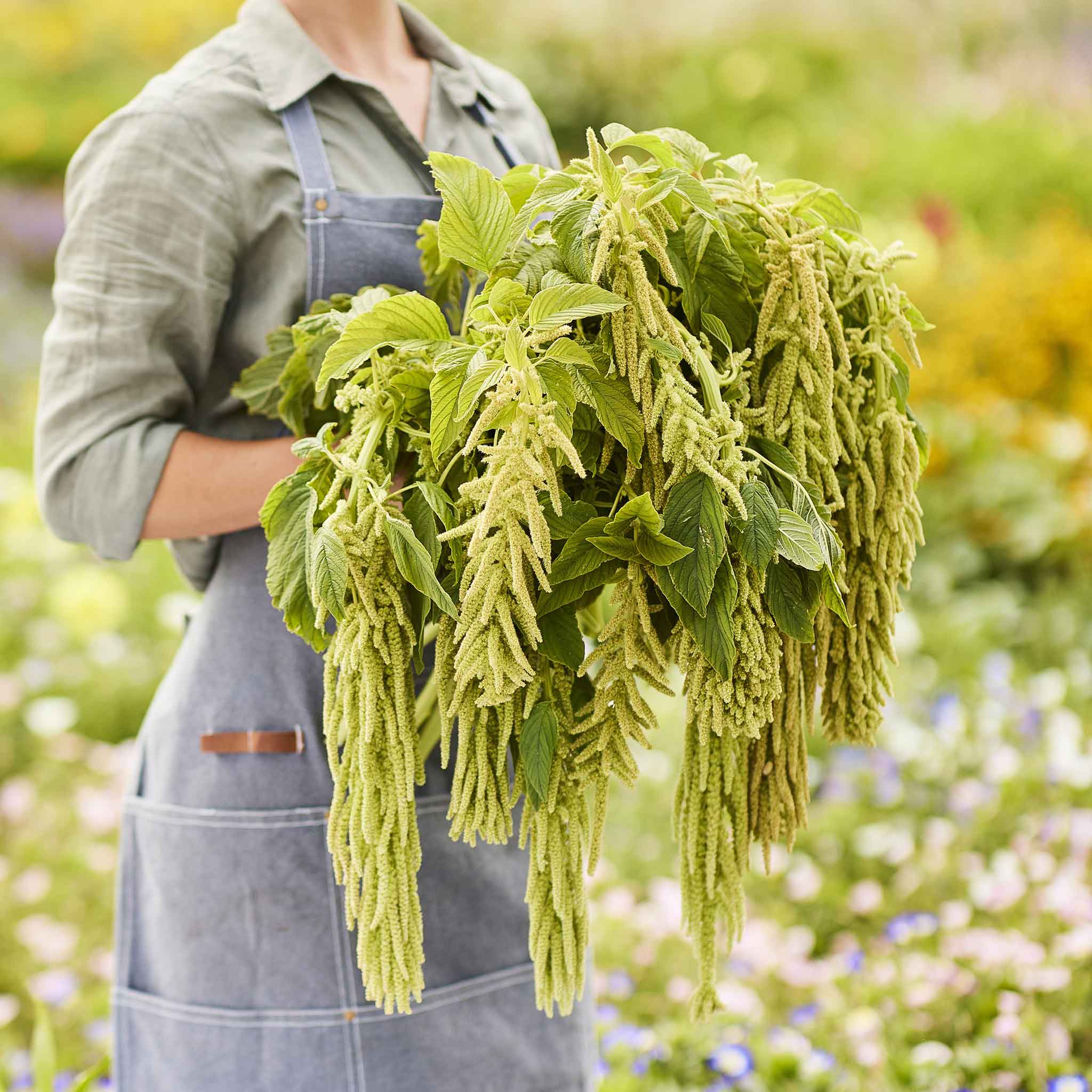 Amaranth Viridis Mac 1