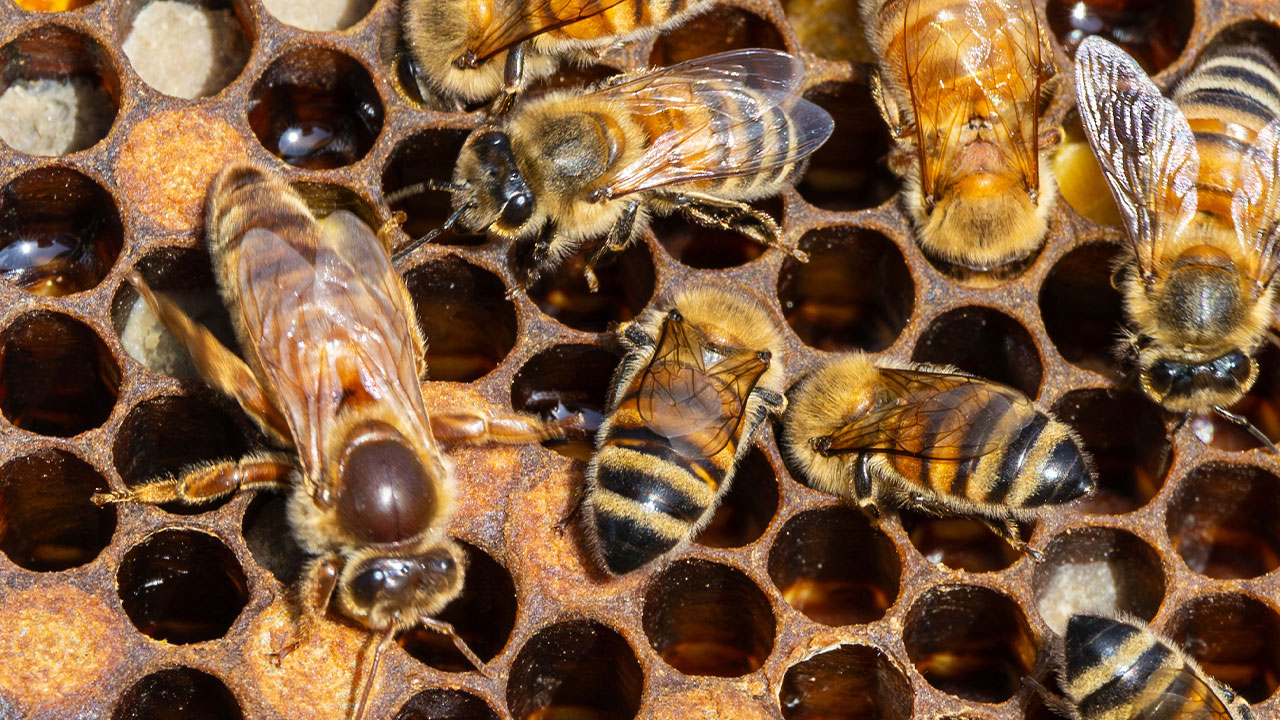 Beesbuzz