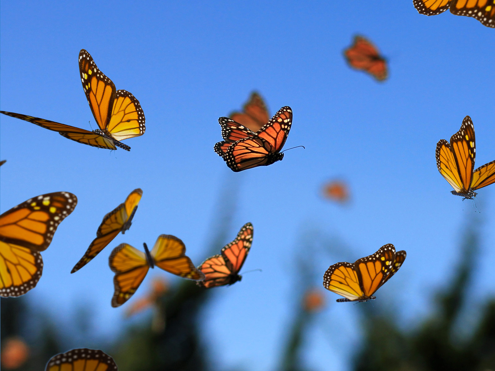 Butterflies