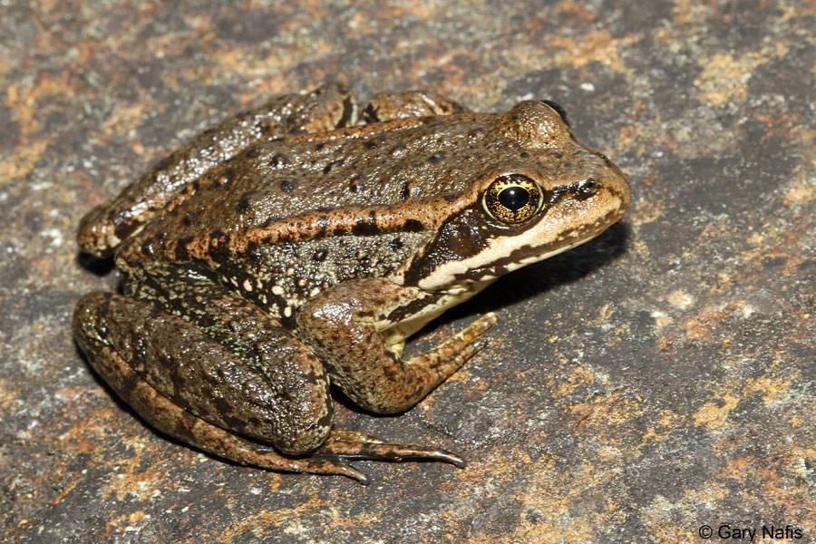 Cascades Frog Gary Nafis CalHerps Permission