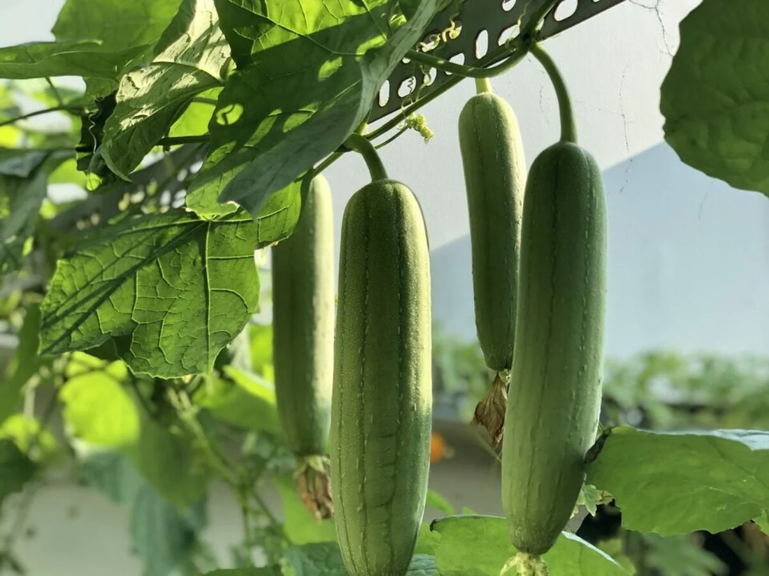Luffa Gourd E1686321673172 1200x900