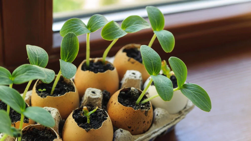 On Windowsill Box Sprouts Egg Shells Eggshells In The Garden Ss FEATURED