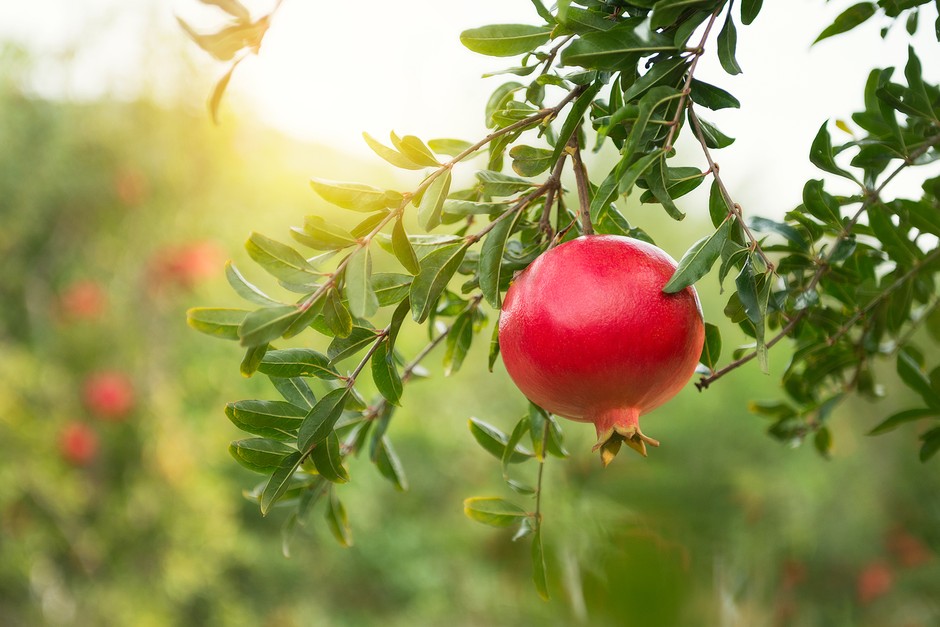 2048x1365 Pomegranate SEO GettyImages 502425210 0adfb4c