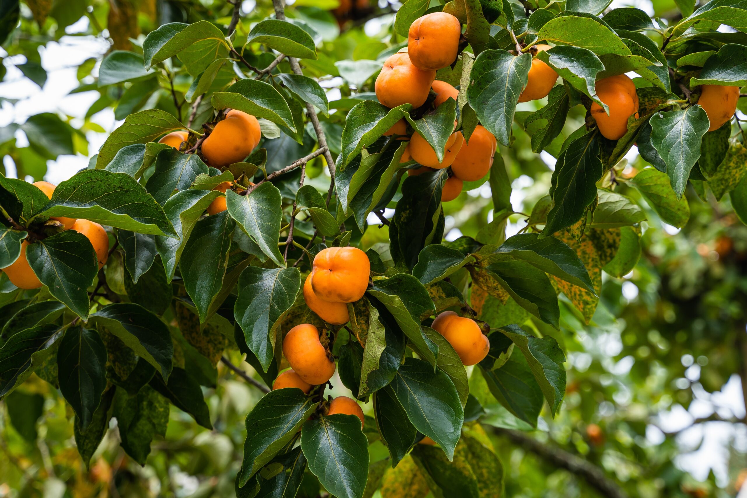 Japanese Persimmon Fruit 2 2 Scaled