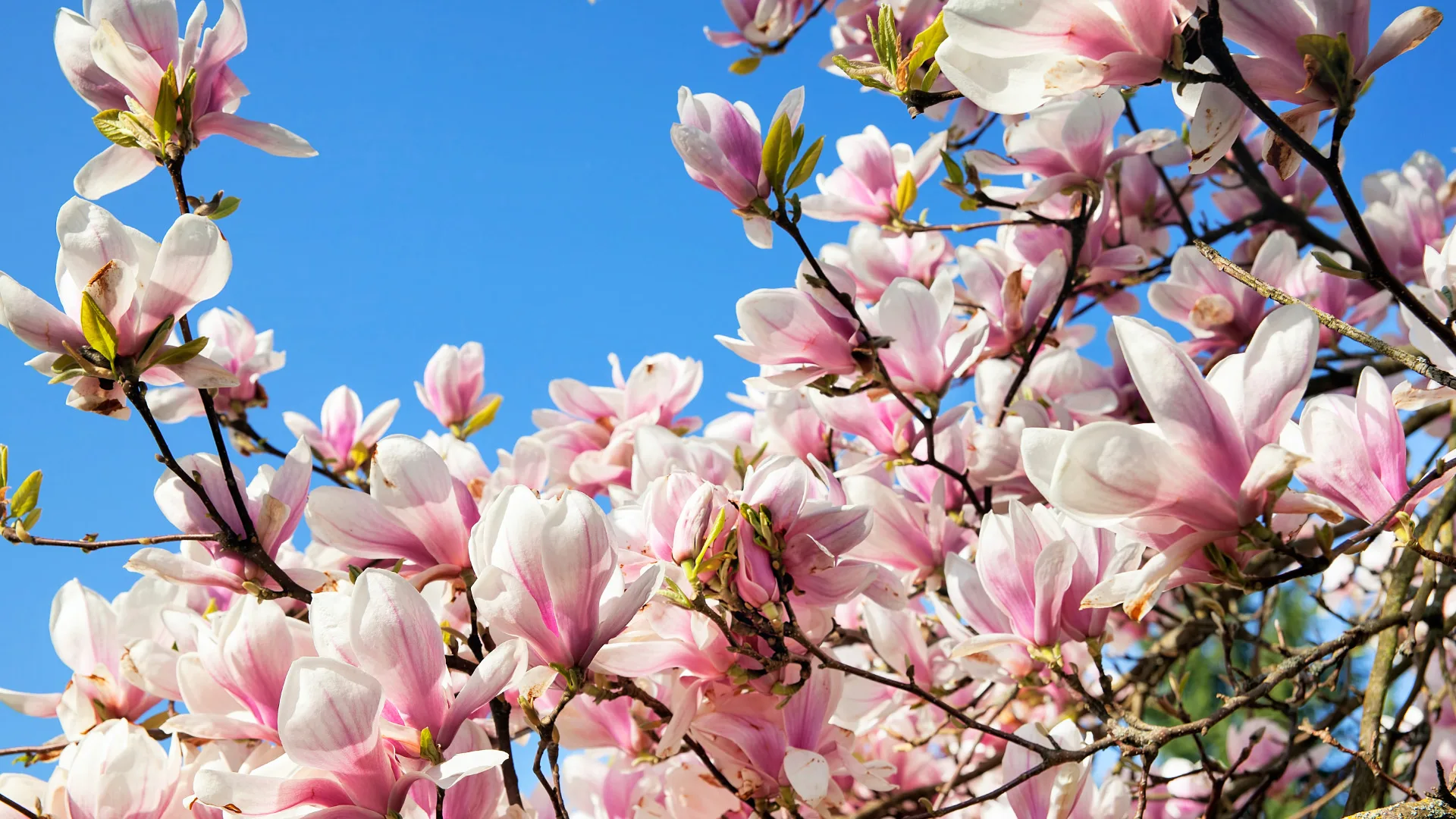 Magnolia_1 Jpg