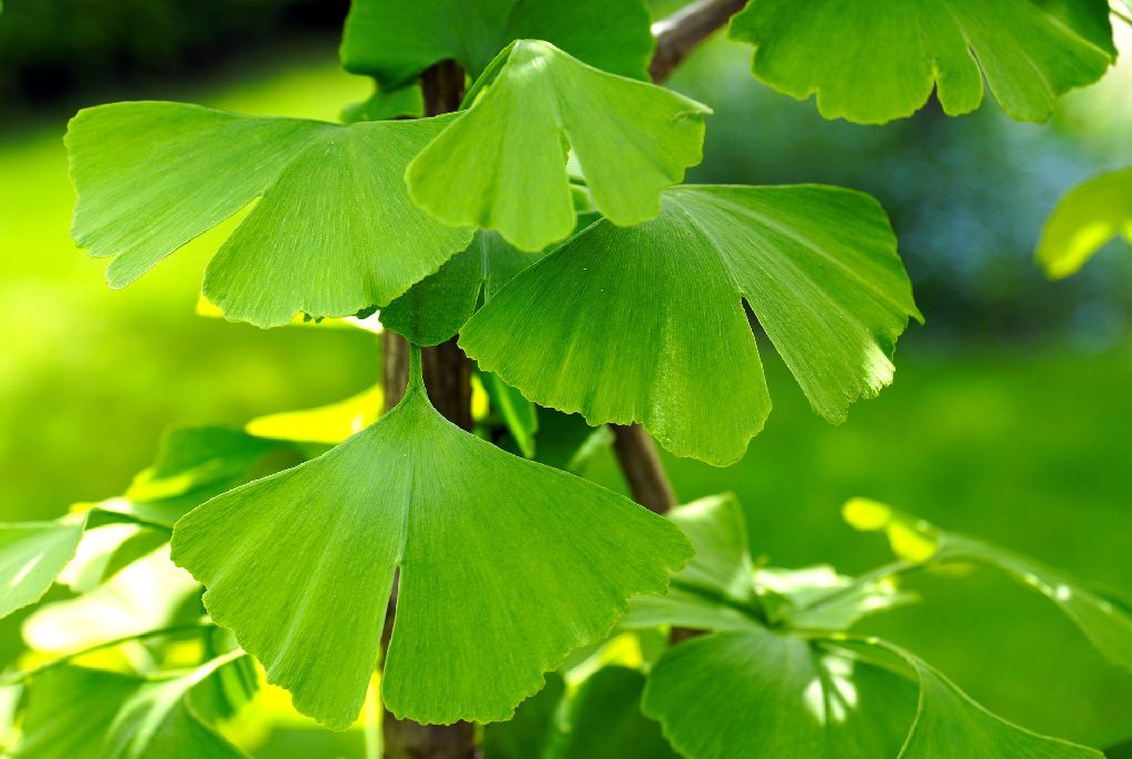 Ginko Listi