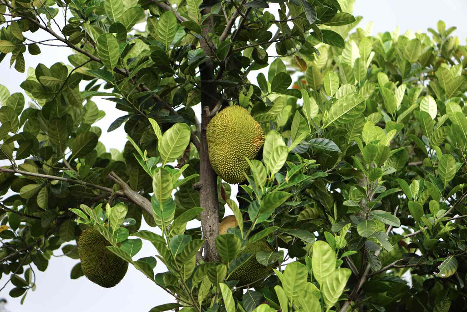 Grow Jackfruit Indoors 1902445 02 5c7391cd861e4a9a87ddb11eebecc922