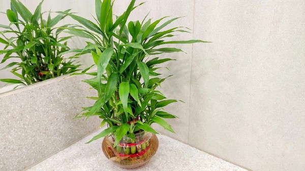 Lucky Bamboo_169