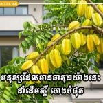 មនុស្សដែលមានធាតុ២យ៉ាងនេះ ដាំដើមស្ពឺ ហេងបំផុត អាចនាំមកនូវសំណាងល្អដល់ក្រុមគ្រួសារ!